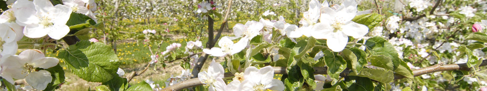 Ast mit Obstblüten ©DLR